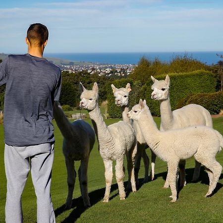 Alpaca Farmstay 더니든 외부 사진