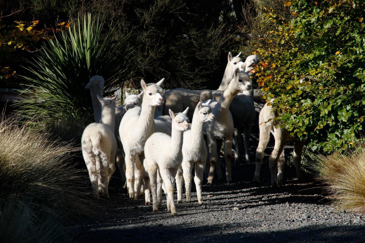 Alpaca Farmstay 더니든 외부 사진