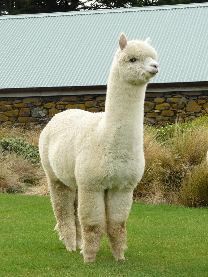 Alpaca Farmstay 더니든 외부 사진