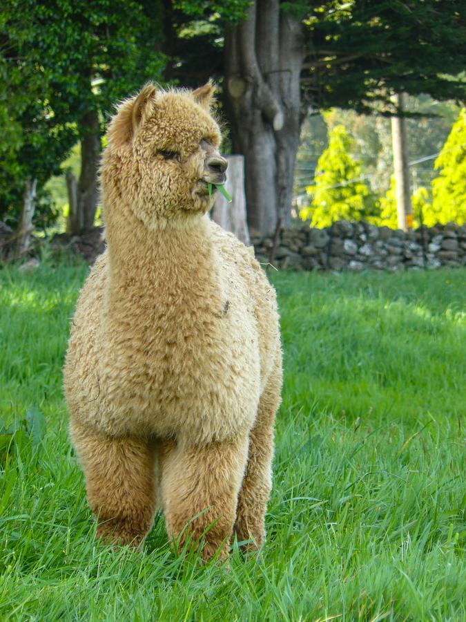Alpaca Farmstay 더니든 외부 사진